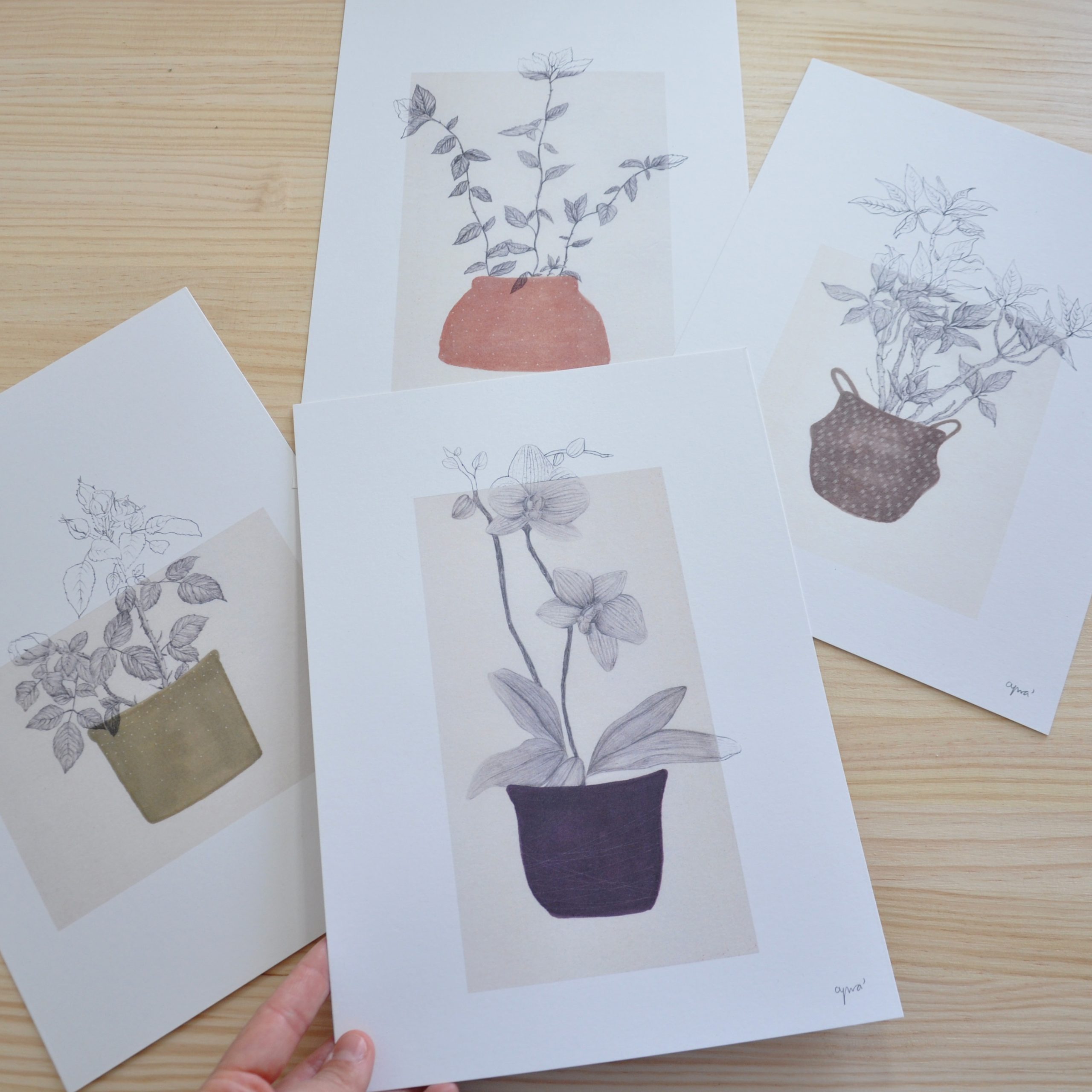 Sheet with original pencil illustration of a plant