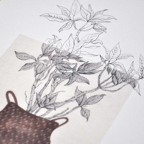 Làmina Flor de nadal – Il·lustració botànica - Imatge 6