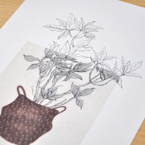 Làmina Flor de nadal – Il·lustració botànica - Imatge 3
