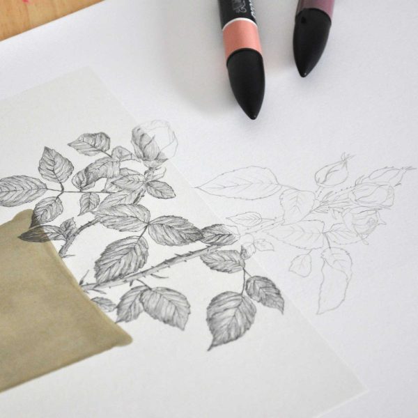 Làmina Rosa – Il·lustració botànica - Imatge 5