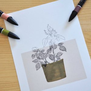 Làmina Rosa – Il·lustració botànica