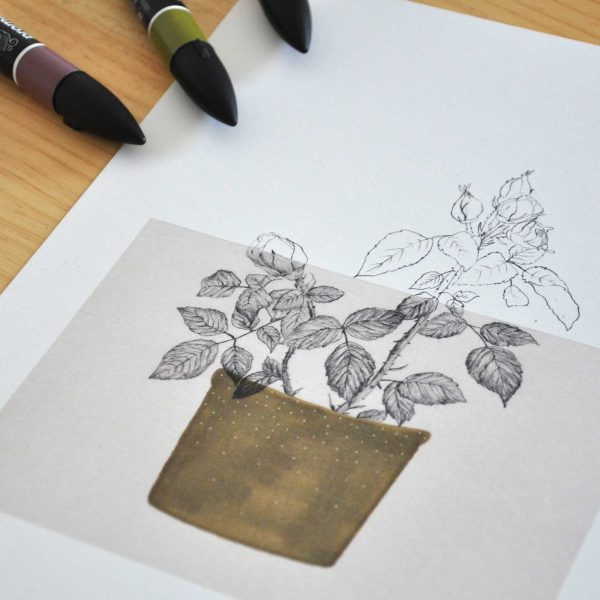 Làmina Rosa – Il·lustració botànica - Imatge 4