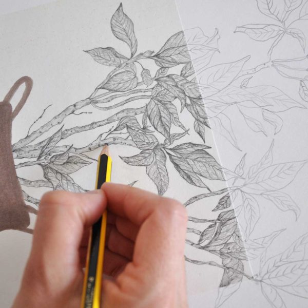 Làmina Flor de nadal – Il·lustració botànica - Imatge 4