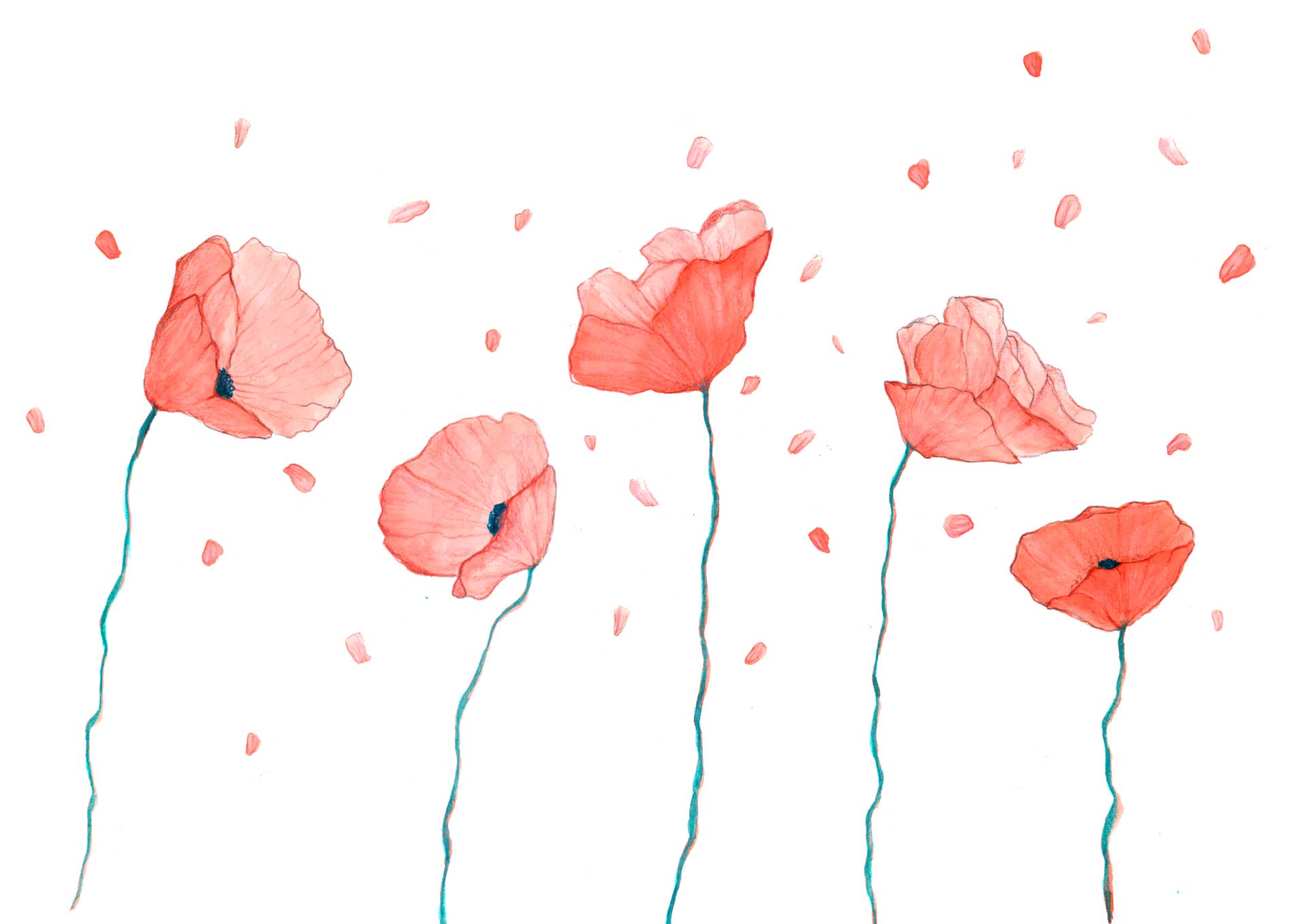 album-illustrado-ancla-4