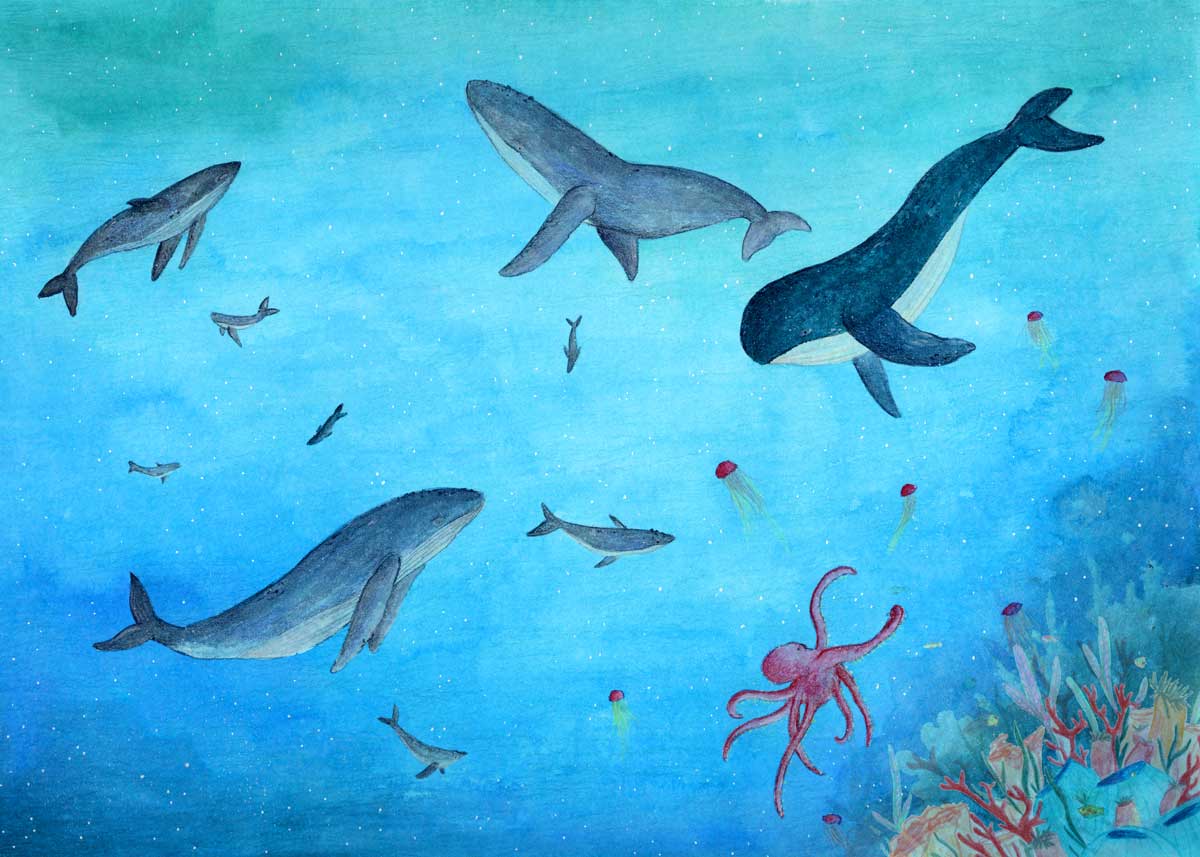 album-illustrated-anchor-8